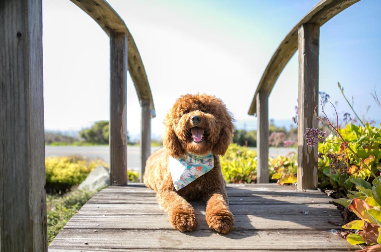 Sea Otter Inn Cambria Bagian luar foto